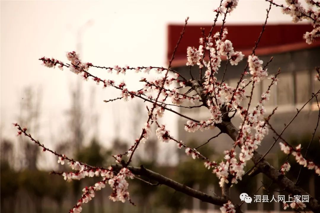 泗县春暖花开最新动态