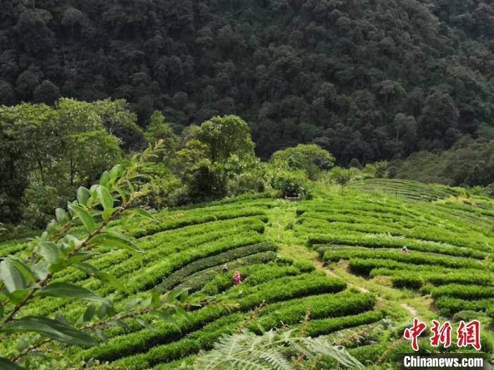 林芝县农业农村局最新动态报道