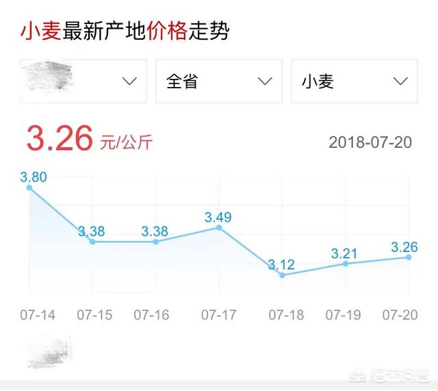 麦子价格最新行情解析