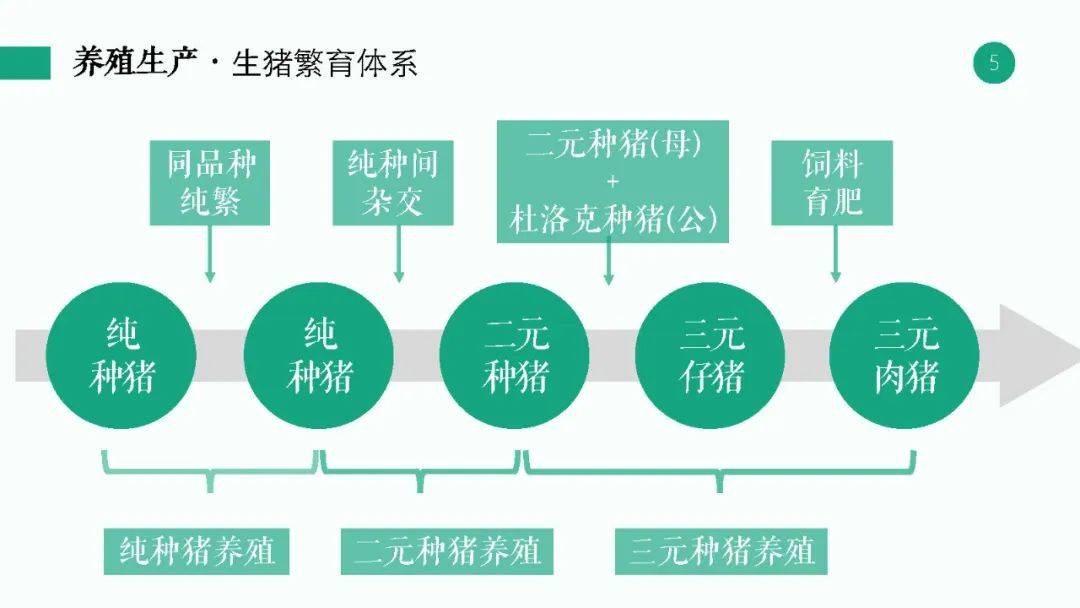 新澳2024年精准正版资料,科学分析解析说明_领航版75.668