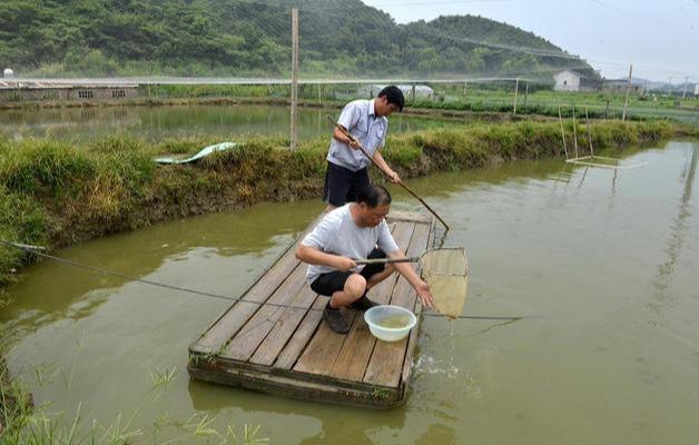 泥鳅最新价格及市场走势与影响因素解析