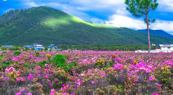 野花鲁最新地址揭秘，自然之美的探寻之旅