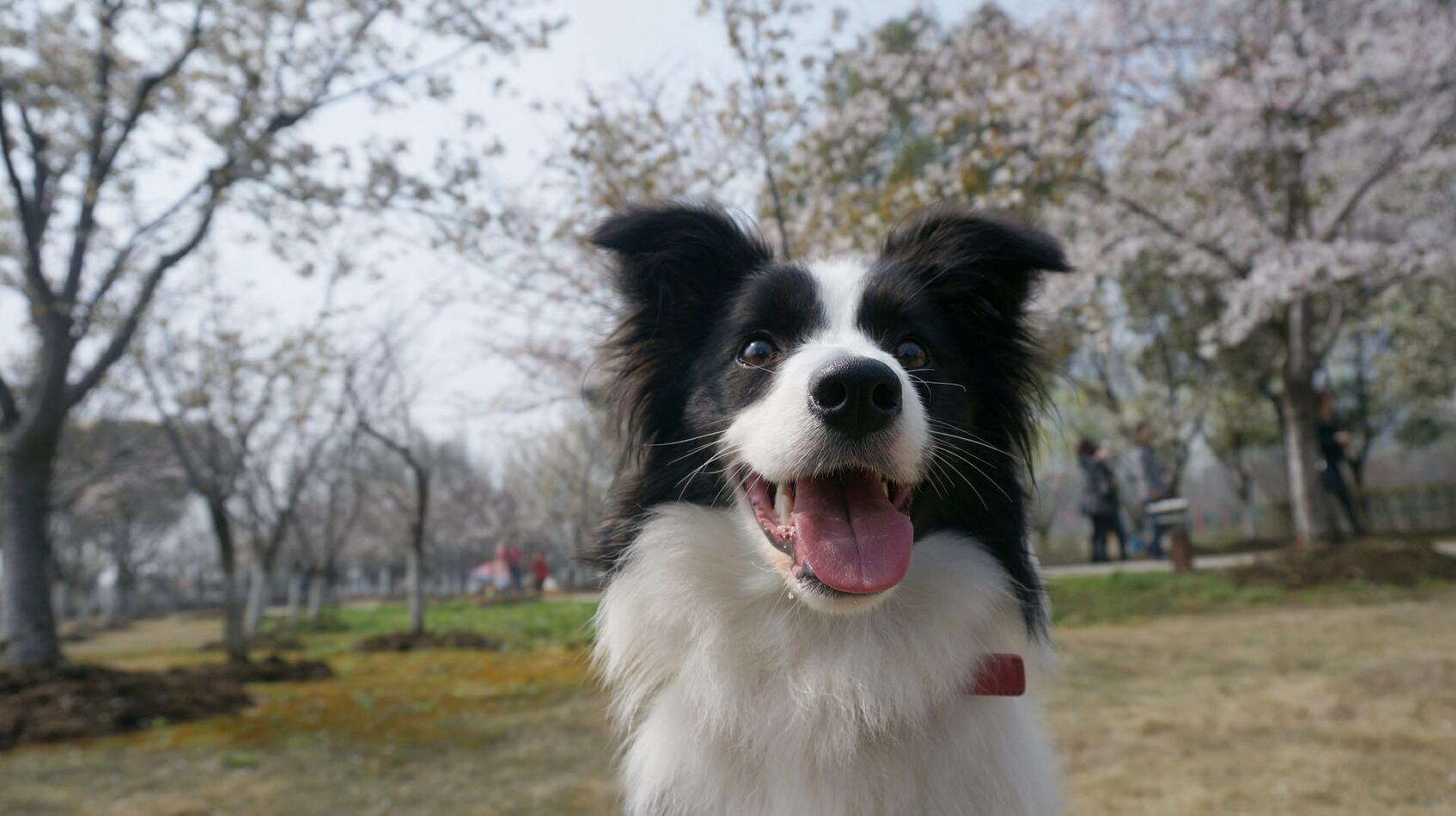 免费领养边牧，探索领养边境牧羊犬的奥秘与责任之旅