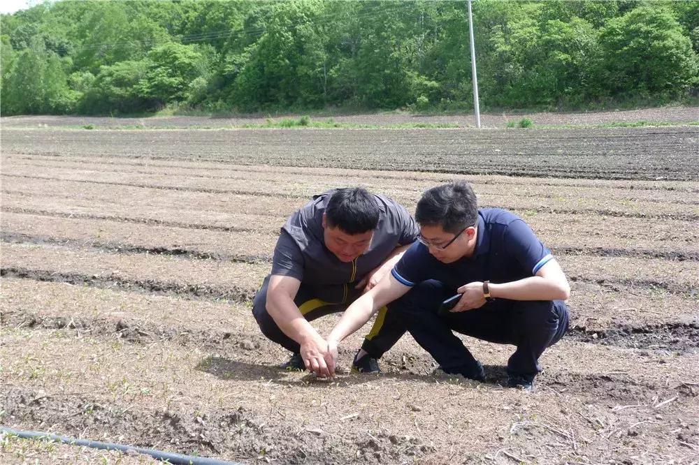 平贝最新价格动态与市场分析报告